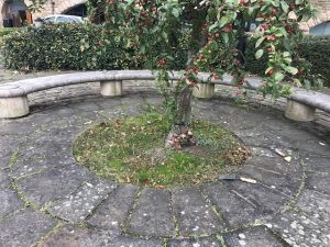 Tree in Victoria Quays