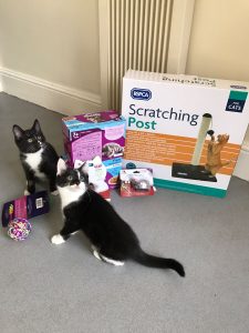 A photo of kittens getting gifts