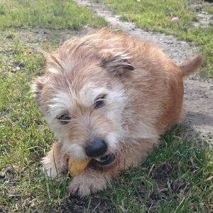 A photo of a dog