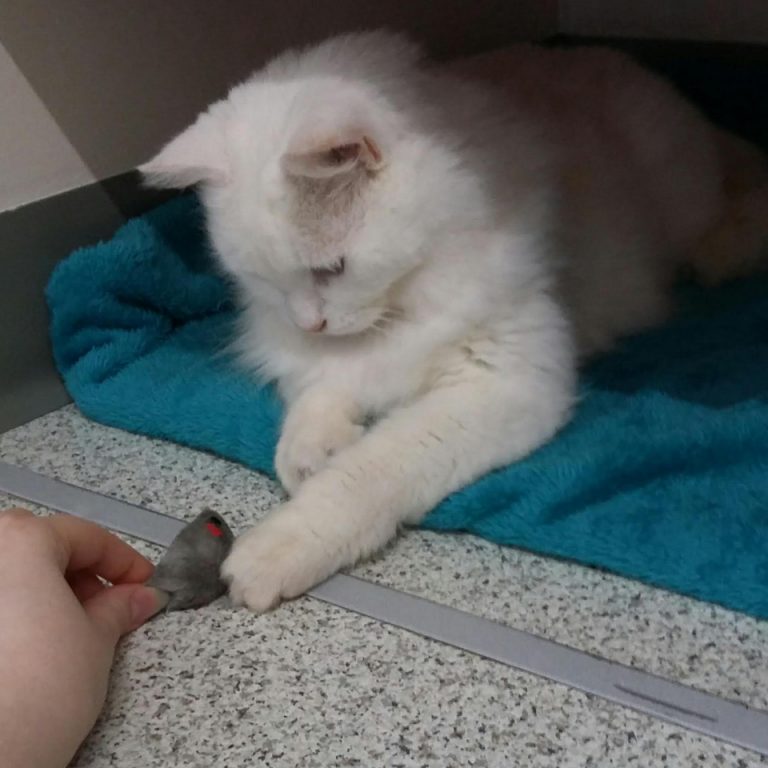 A cat from the Sheffield Cat Centre playing with a toy, Chris Neal, Copywriter from Born and Raised bought