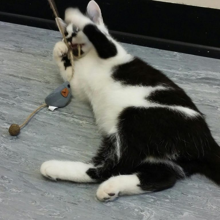 A cat from the Sheffield Cat Centre playing with a toy, Chris Neal, Copywriter from Born and Raised bought
